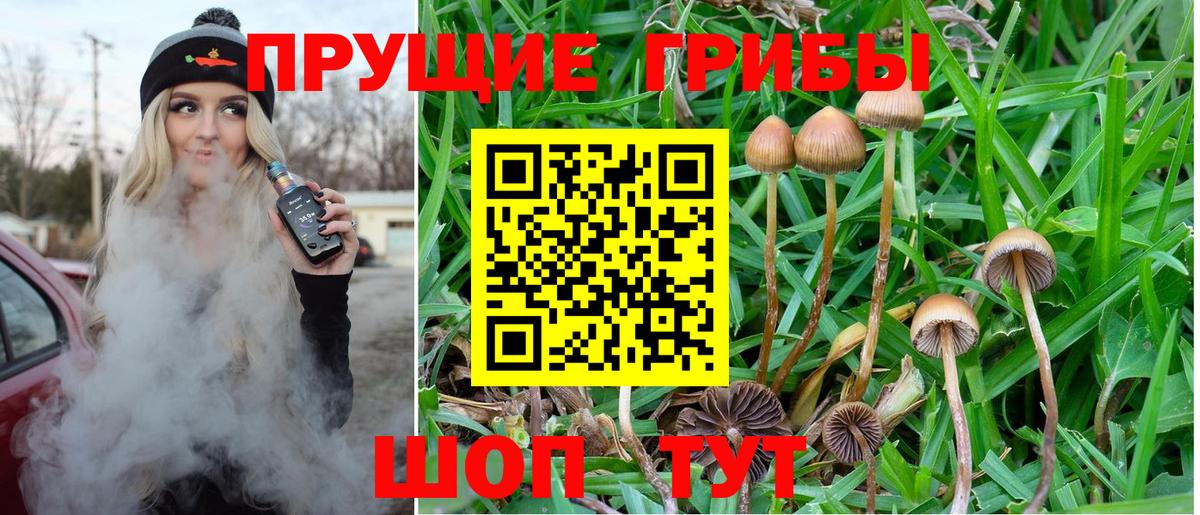Псилоцибиновые грибы мицелий  Вход с VPN  купить закладку  Черняховск 